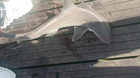 Shark magnolia pier