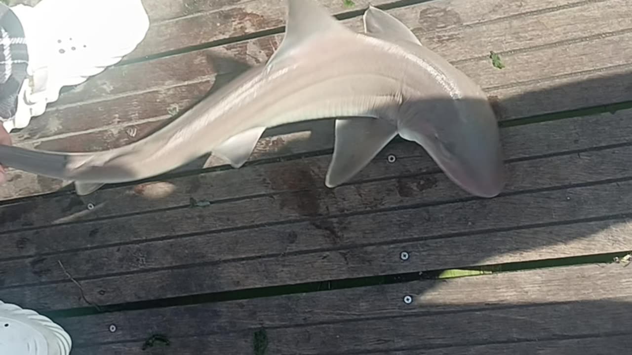 Shark magnolia pier