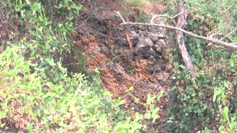 Upper Rock firebreaks are being improved as a heatwave sweeps Europe