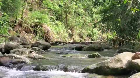Pure beauty of nature. clear streams and majestic forests!