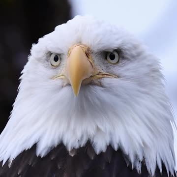 Eyes of the forest 🌲