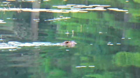 Beaver
