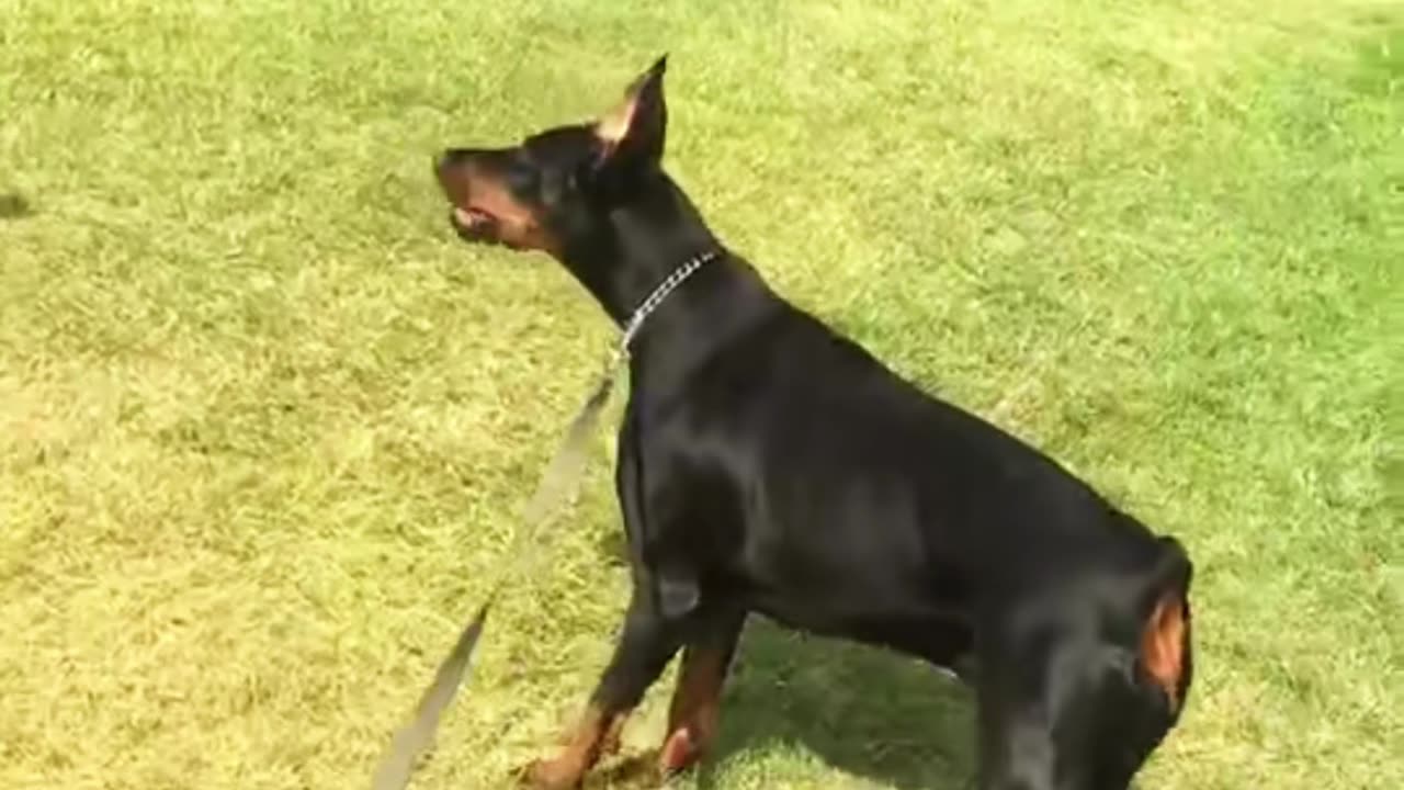 Dog Spooked by Topiary Sculptures