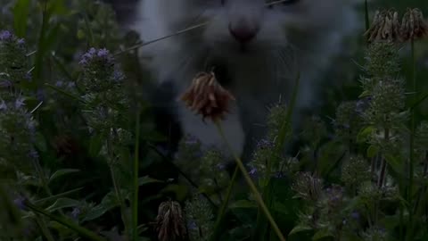 Very cute kitty