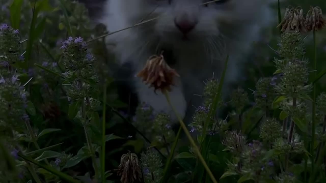 Very cute kitty