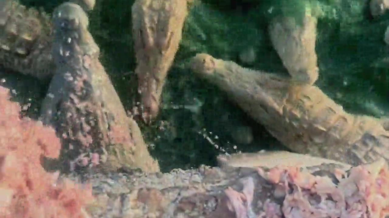 Come over for dinner