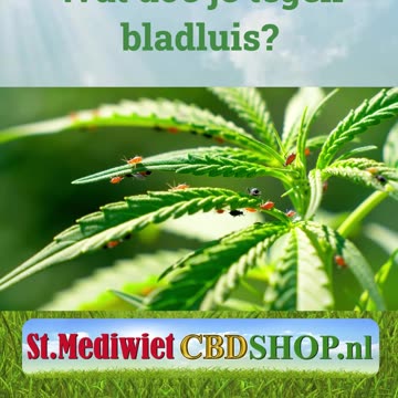 Wat doe je tegen bladluis?