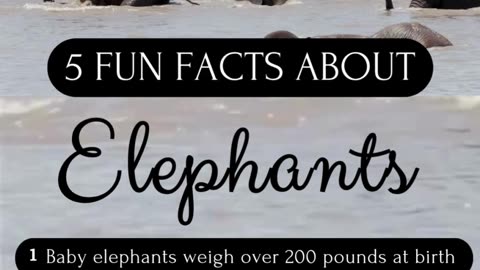 5 Fun Facts About Elephants #naturelovers #wildlifefacts #elephants #animallovers