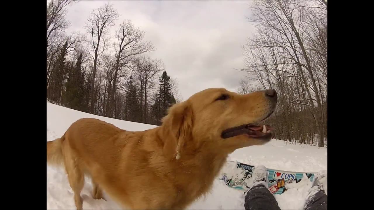 NOFX - Triple Rock - Snowboarding With Golden Retriever
