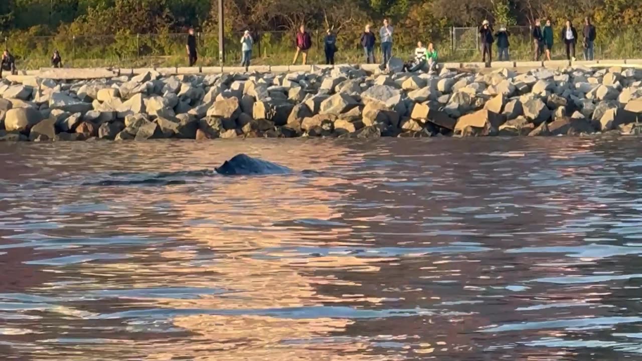 Whale Spotted Near Shore in Vancouver