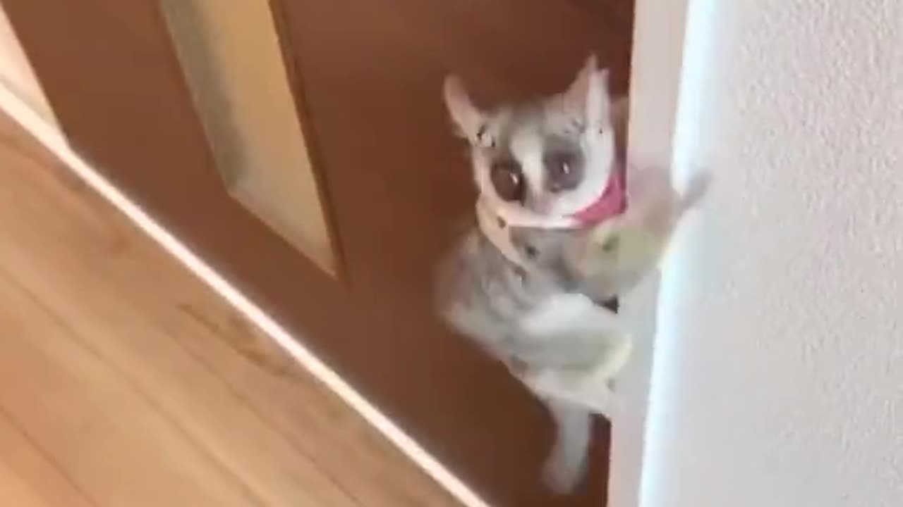 ping pong lemur