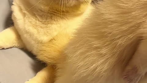 This Cat Thought His Best Friend Was Gone 😭❤️