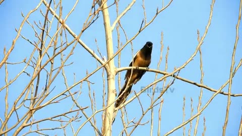 20 Birds live videos and singing sounds 2 and half minutes of na