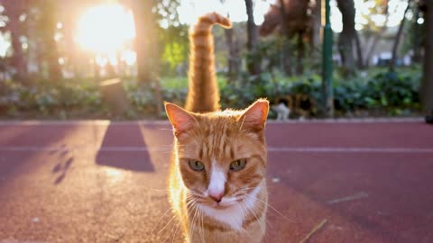 CAT MAN