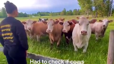 🎵 Cow's Jazz Party is EPIC! 🐮😂 Cows loves the jazz music | FunFM