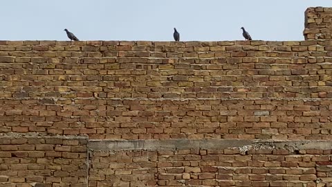 Birds flying