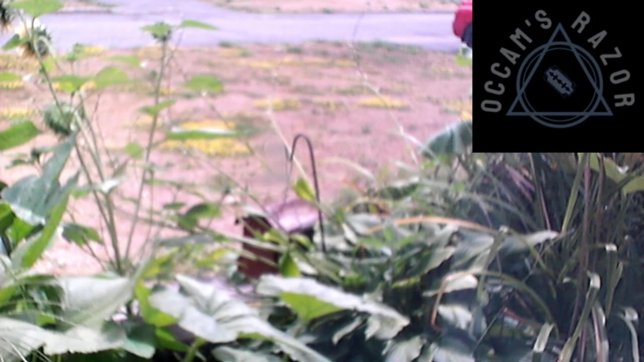 Butch the Sunflower