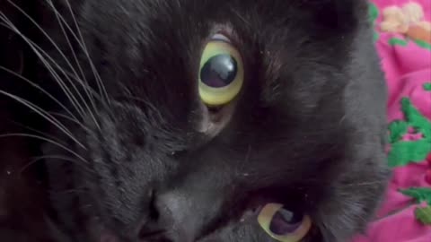 Cute Precious Piper Has Such a Sweet Face - Adopting a Cat from a Shelter Vlog #shorts