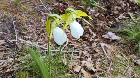 Lady Slippers