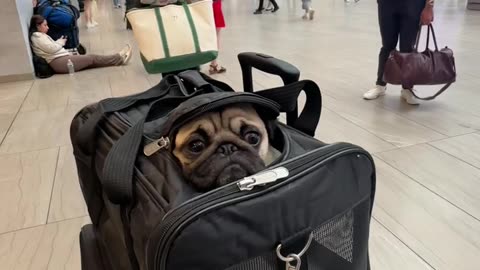 Travel-Sized Frankie