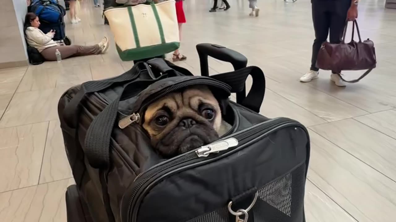 Travel-Sized Frankie