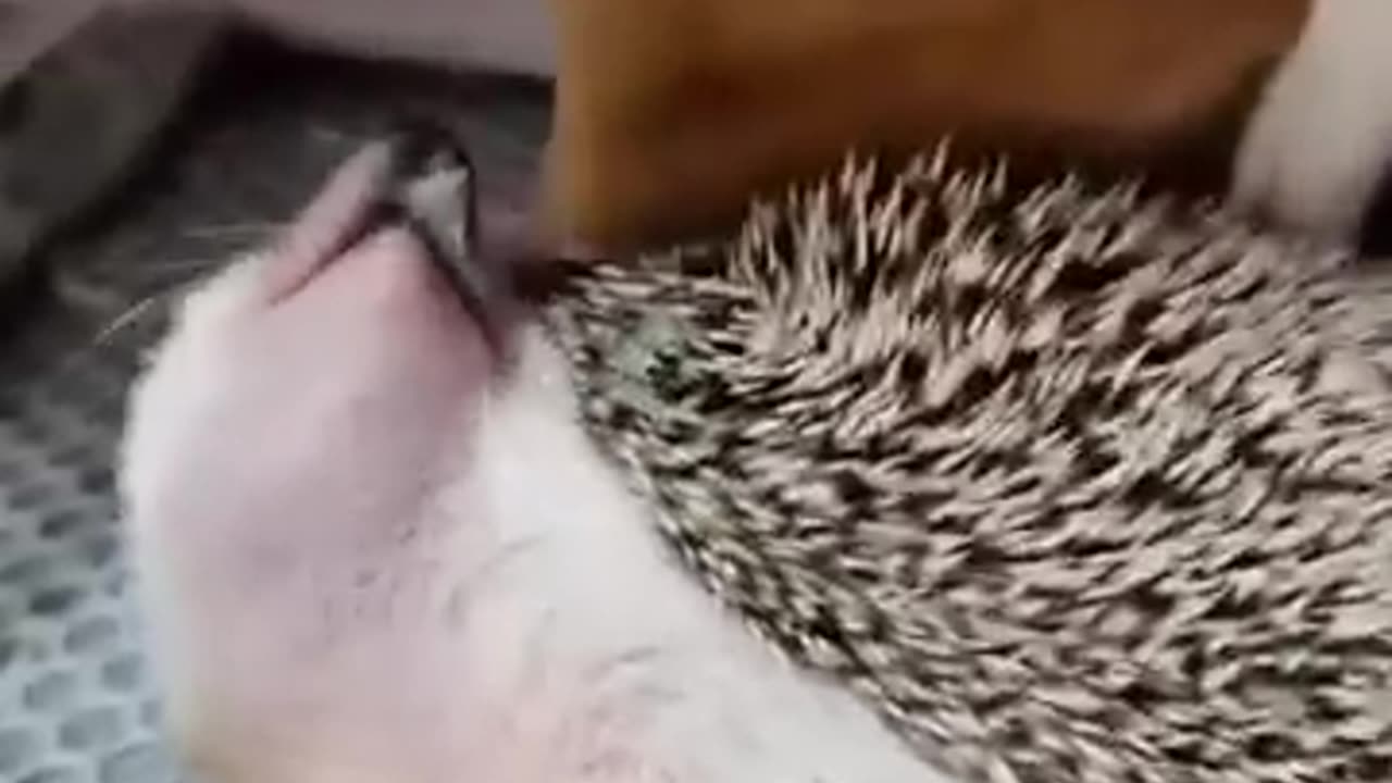 Rescuing a hedgehog that got stuck in the mud