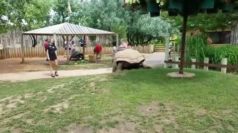 Giant Tortoises
