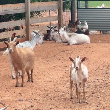 If we're here early, will we get more snacks?