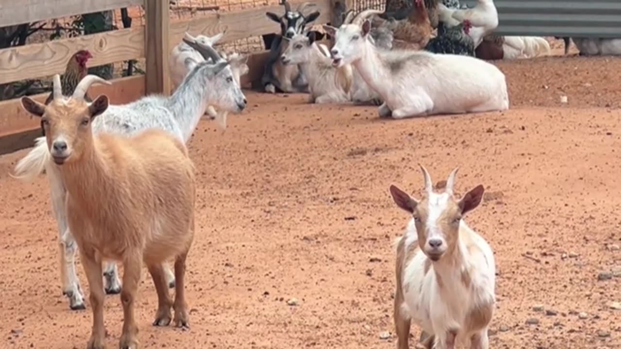 If we're here early, will we get more snacks?