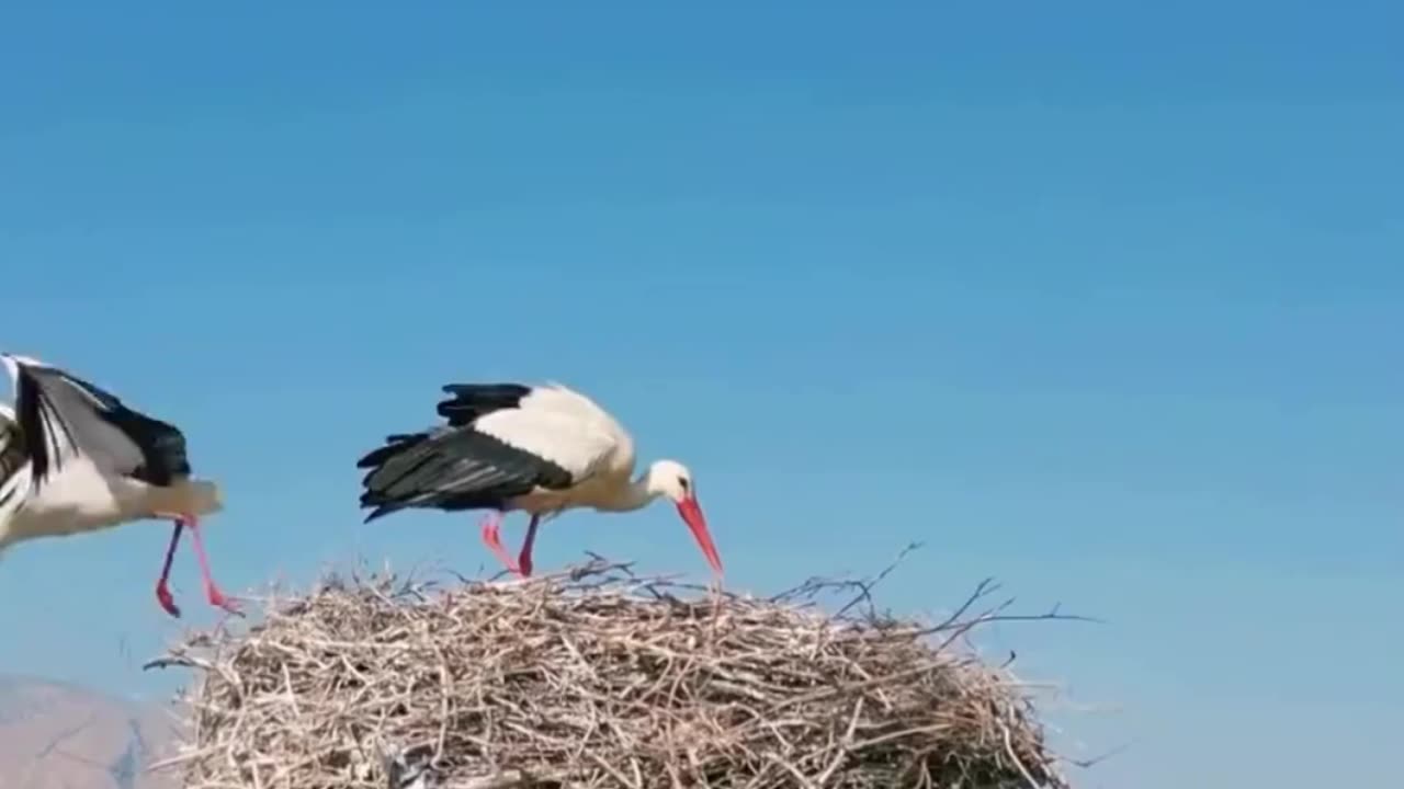 What a Nice Place to Build the Dream Home