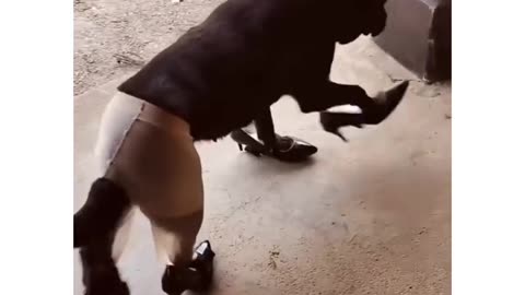 dogs in awkward positions
