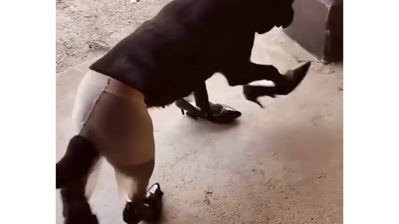 dogs in awkward positions