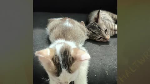 30th July Patch & Alt finally off to sleep