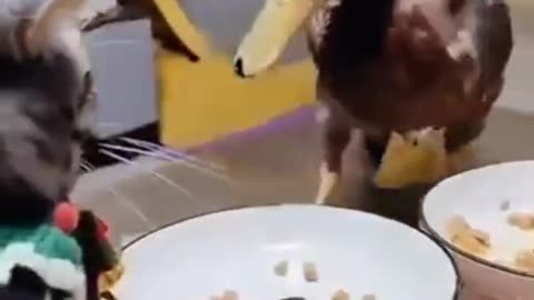 FUNNY ANIMAL 2