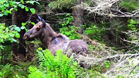 Moose on the Loose