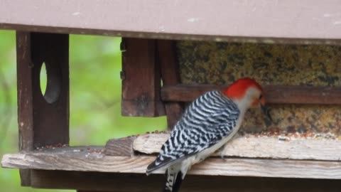 Male Red-bellied Woodpecker is a Picky Eater at the Feeder