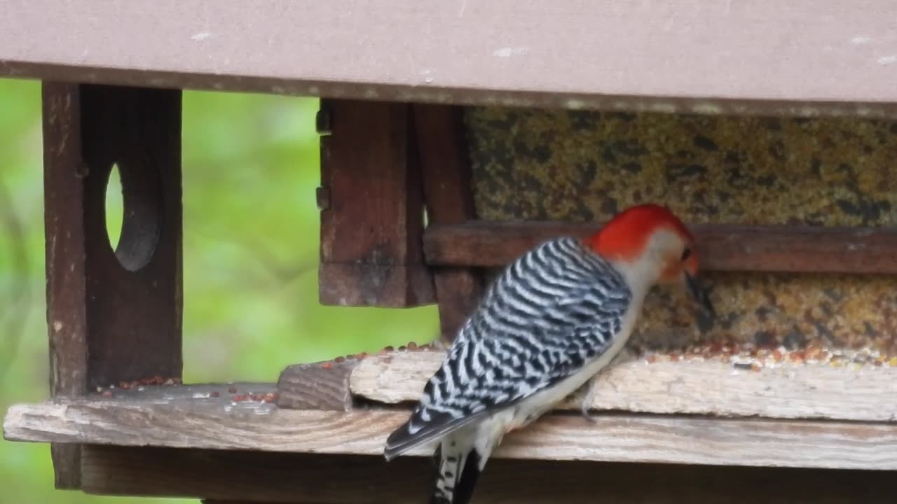 Hungry Male Red-bellied Woodpeckerat the Feeder