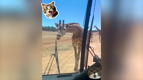 Funny Animal seri 8