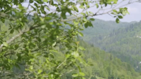 Flourishing in Solitude: A Family's Joyful Life in a Secluded Mountain Hamlet