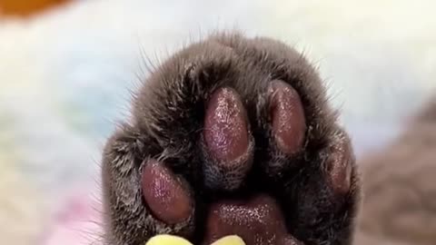 . Morning Routine with My Cats | Cat Mom Life