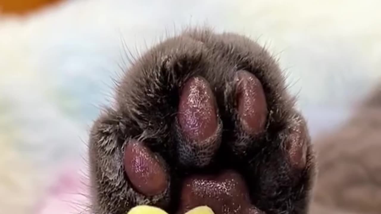 . Morning Routine with My Cats | Cat Mom Life
