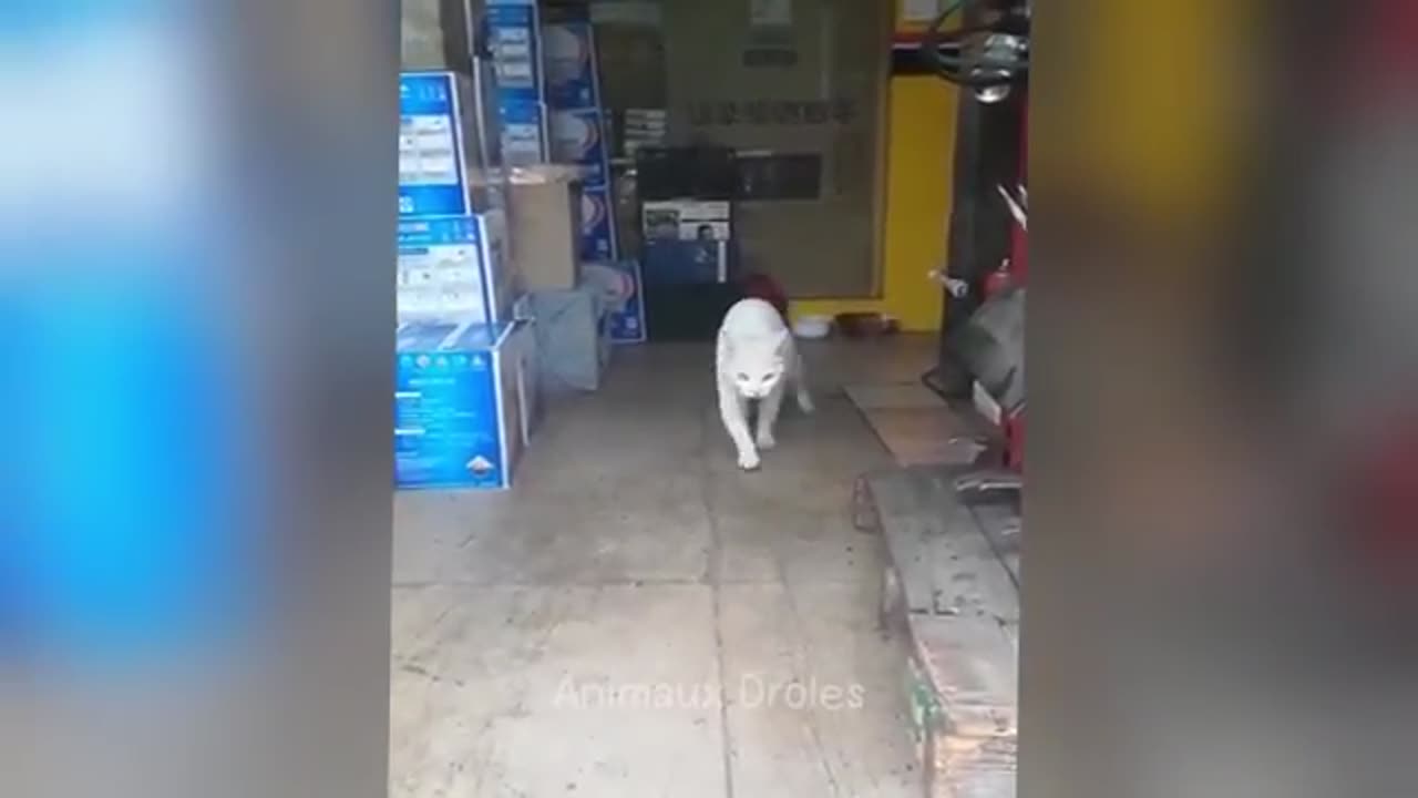 Laugh until you cry with these hilarious animals 😂