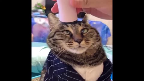 Best Animals 2 Minutes of Funny Cats and Dogs Videos 2022! #1 Funny Animals