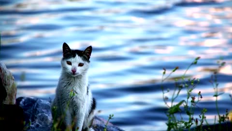 Wild cat standing by a river