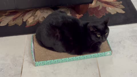 Cute Precious Piper is My Tuffet Sitting Baby - My Adopted Shelter Cat Vlog