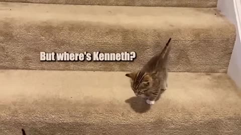 Funny cat video