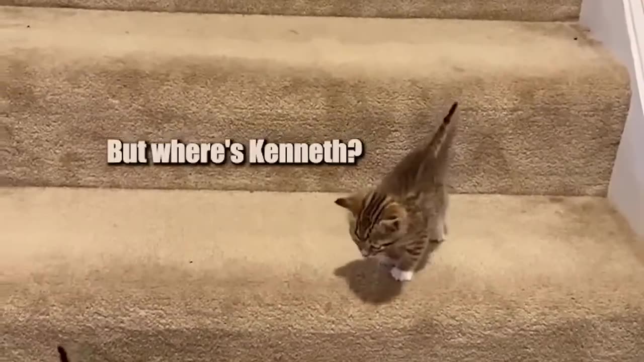 Funny cat video
