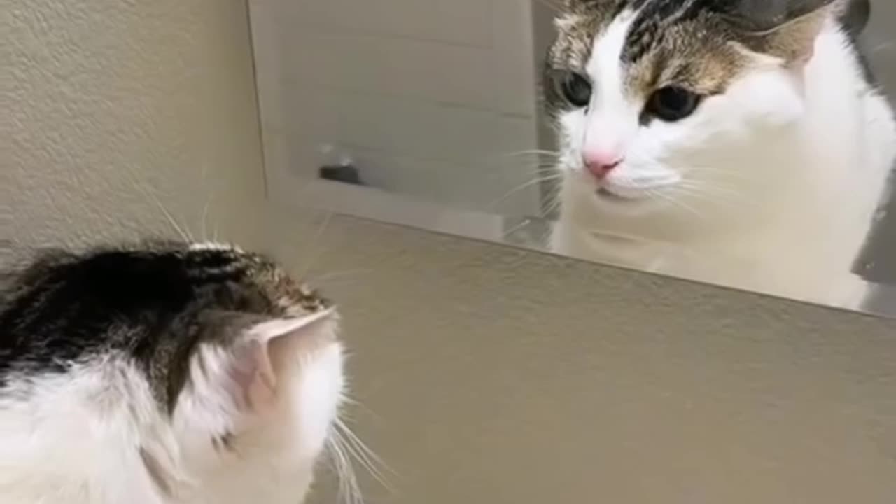 funny cats