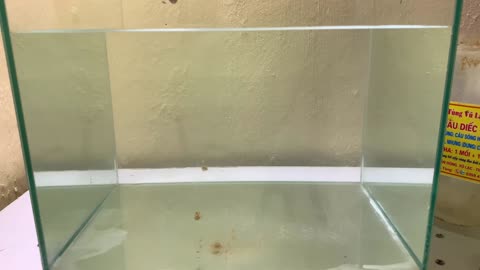 Salmon Strength Defying Nature