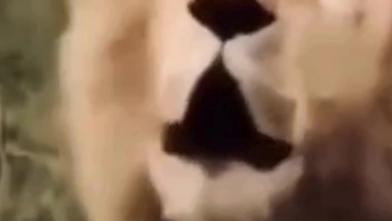 Roar Ready: The Vocal Warm-ups of the Lion King